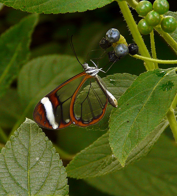   glasswing butterfly